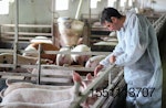 veterinarian examining pigs on farm