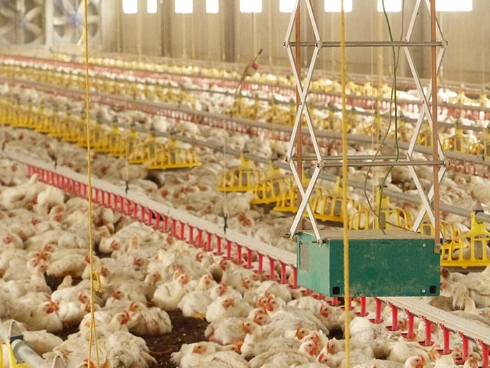 Poultry farming: The robots are coming | WATTAgNet
