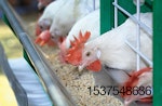 chickens-eating-feed.jpg