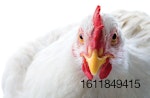 white-chicken-broiler-closeup