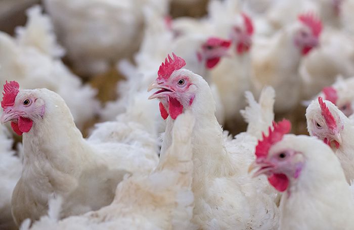 Low-pathogenic avian flu detected in UK broiler breeders | WATTAgNet
