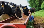 dairy-cow-feed-efficiency-testing.jpg