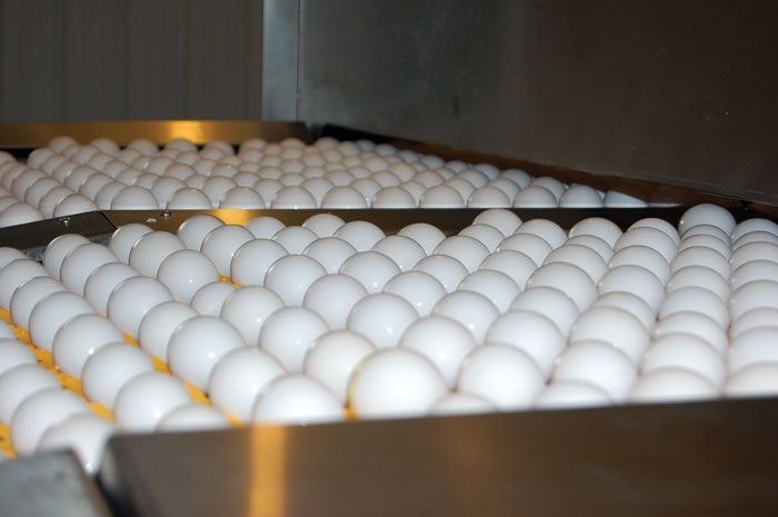 Washed white eggs