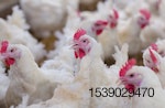 broiler-live-chicken-farm.jpg
