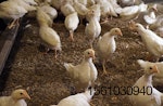 cage-free pullets on litter