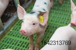 spotted-piglet-on-farm.jpg