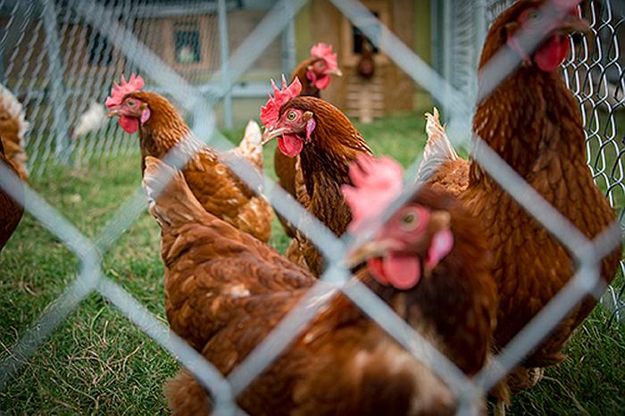 Mississippi-State-University-cage-free