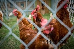 Mississippi-State-University-cage-free