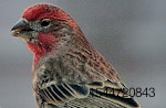 Customs-seizes-finches