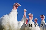 white-turkeys-low-angle.jpg