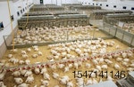 Aviagen-chicken-genetics-transponders