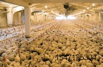 chickens-poultry-live-production