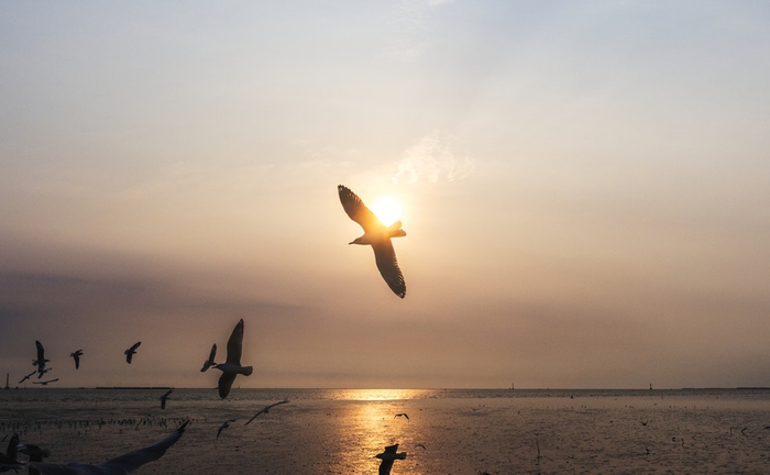 flock-of-seagulls-flying