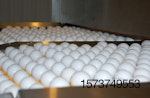 white-eggs-on-washer-conveyor.jpg