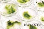 algae-in-petri-dish.jpg