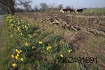 daffodil-cows.jpg