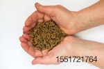 molitor-beetle-mealworms.jpg