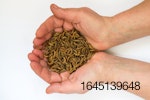 molitor-beetle-mealworms.jpg