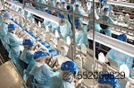 chicken-processing-poultry-workers