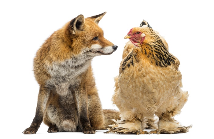 fox-and-hen-faceoff