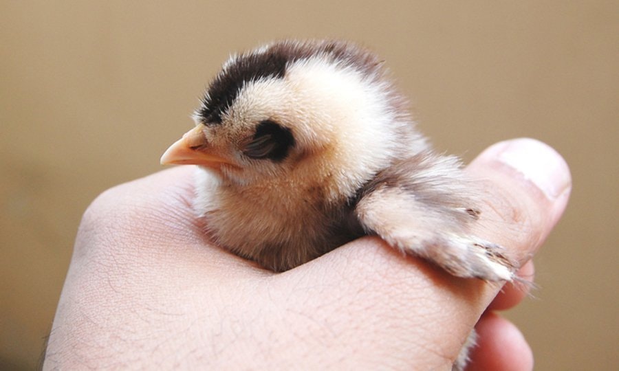 hand-holding-a-chick