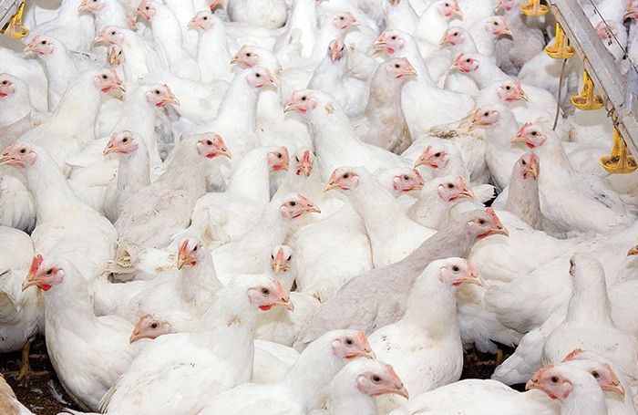 World poultry production to top 128 million tons in 2019 | WATTAgNet |  WATTPoultry