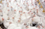 young-broilers-poultry-farm