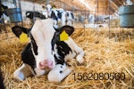 holstein-dairy-calf.jpg