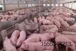 large-pig-farm.jpg