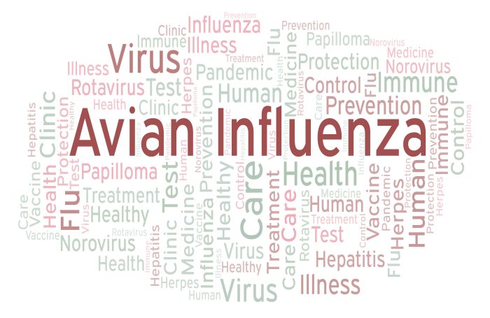 Avian-Influenza-word-cloud