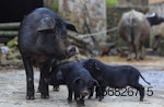 China-pigs-african-swine-fever.jpg