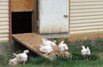 organic-broilers-outdoor-access