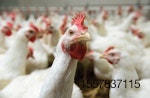 white-chickens-on-farm