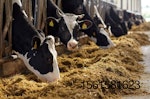 dairy-cattle.jpg