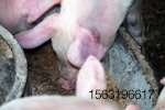 piglets-eating.jpg