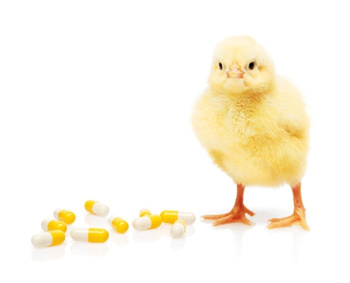 How to maintain animal performance while reducing antibiotics