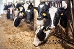 dairy-cows-eating.jpg