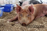 Pig-feed-ASF