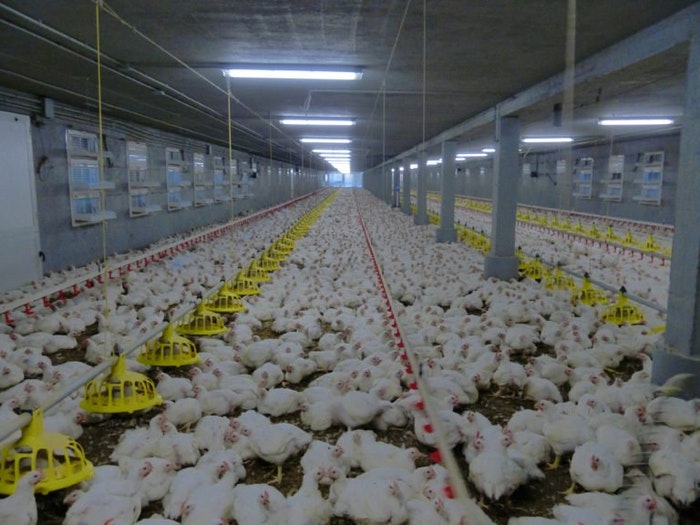 poultry-house-broilers