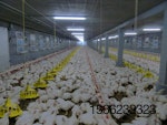 poultry-house-broilers