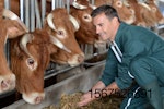 brown-cows-eating-with-farmer.jpg