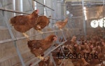 CP-Foods-Cage-free-farm