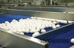 Eggs-on-conveyor-2.jpg