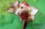 Brazil-map-chicken