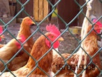 backyard-poultry