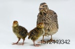 Quail-and-chicks