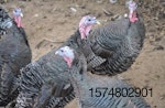backyard-turkeys