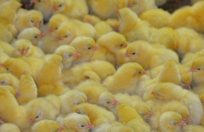 chicks-Aviagen-hatchery