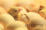 newborn-chick-hatching