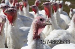 white turkey flock